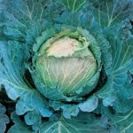 Cabbage Savoy ‘January King Deadon F1’