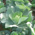 Cabbage ‘Winter Jewel’