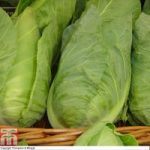 Cabbage ‘Dutchman’ (Summer)