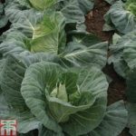 Cabbage ‘Tantour’ F1 Hybrid (Summer)