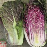 Cabbage chinese ‘Scarvita’ F1 Hybrid (Autumn)