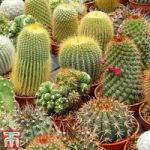 Cactus Mix (House Plant)