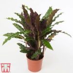 Calathea rufibarba (House Plant)