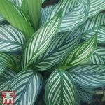 Calathea zebrina (House Plant)