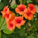Campsis x tagliabuana ‘Tarantella’ (Large plant)
