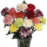Mixed Carnations 15 Stems