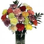 Mixed Carnations 20 Stems