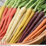 Carrot ‘Sweet Imperator Mix’ F1 Hybrid