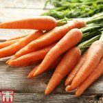 Carrot ‘St. Valery’
