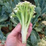 Cauliflower ‘Chinese Sweet Sprouting’ F1 Hybrid