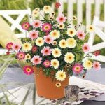 Argyranthemum Honeybees Collection 2 Pre-Planted Containers