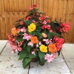Begonia Sparkle Trailing Mix 2 Pre-Planted Containers