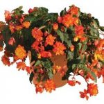 Begonia Apricot Sparkle Trailing Mix 2 Pre-Planted Containers