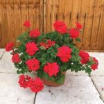 Geranium Red Trailing 2 Pre-Planted Containers