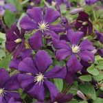 Clematis etoile Violette 3 x 7cm Pot Plants