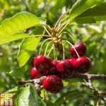 Cherry ‘Sylvia’ (Mini Fruit Tree)