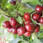 Cherry ‘Celeste’