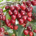 Cherry ‘Kordia’