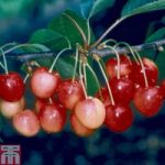 Cherry ‘Merton Glory’