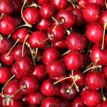 Cherry ‘Sweetheart’