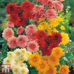 Chrysanthemum ‘Double American Spray Mix’