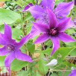 Clematis ‘Guiding Promise’ evipo053