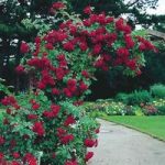 Climbing Rose Ena Harkness 1 Plant 3 Litre