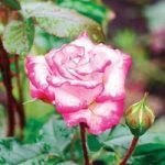 Climbing Rose Handel 3 Plants 3 Litre Pot