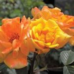 Rose Maigold 3 Plants 3 Litre Pot