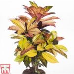 Codiaeum variegatum var. pictum ‘Mrs Iceton’ (House Plant)