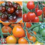 Coloured Salad Tomato Collection