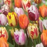 Tulip Flaming Beauty Mix 15 Bulbs