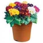 Polyanthus High Seas 2 Pre-Planted Containers