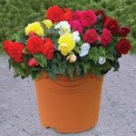 Begonia Double 1 Pre-Planted Container