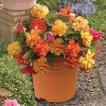 Begonia Gold Balcony 1 Pre Planted Container