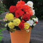 Begonia Superba Mixed 1 Pre-Planted Container