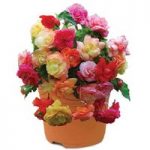 Splendide Mixed Begonias 1 Pre- Planted Container