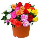 Begonia Majestic Brights 1 Pre-Planted Container