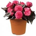 Begonia Pink Destiny 1 Pre-Planted Container