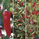 Chilli Peppers – Medium Hot Collection 6 Large Plants