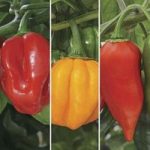 Chilli Peppers – Very Hot Collection 6 Large Plants