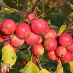 Crab Apple ‘Jelly King’