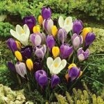 Spring Flowering Crocus Collection 50 Corms