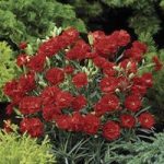 Carnation Can Can 6 Large Plants