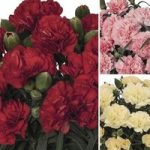 Pot Carnations Collection 6 Large Plants