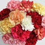 Mixed Christmas Carnations 15 Stems