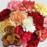 Mixed Christmas Carnations 15 Stems + Cuddly Bear