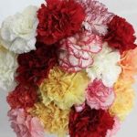 Mixed Christmas Carnations 20 Stems