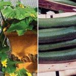 Cucumber & Courgette 6 Large Plants