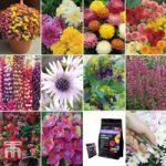 Customer Favourites Garden Collection